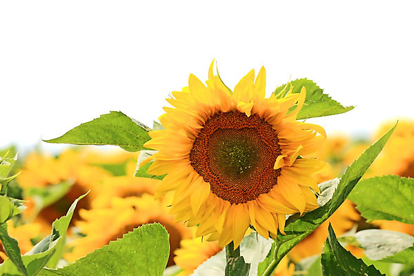 포토 JPG 해외이미지 식물 계절 꽃잎 꽃 백그라운드 잎 꽃무늬 밭 농업 자연 하늘 날씨 해바라기 풍경 사람없음 야외 초록색 여름 파란색 빛 햇빛 태양 농장 노란색 맑음 봄 활발 성장 벚꽃 시골 큼 땅 장면 밭일 많음 수평선 해외202004 해외포토 자연요소 산업 컬러 컨셉 무늬 크기 생태계 파일형식 이미지허브