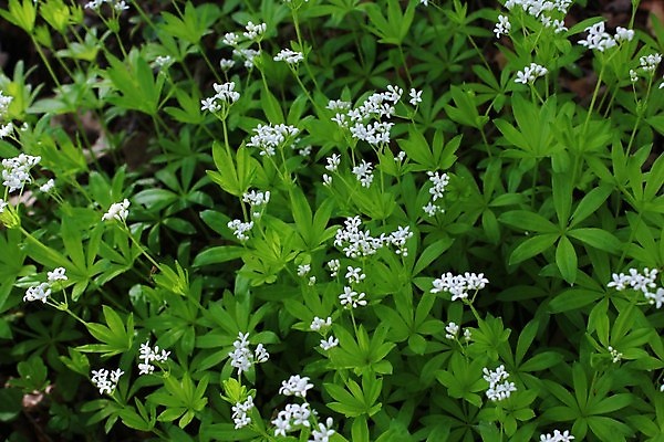 포토 JPG 해외이미지 식물 봄꽃 자연 사람없음 정원 봄 성장 숲 내추럴 해외202004 해외포토 계절 꽃 생태계 파일형식 이미지허브