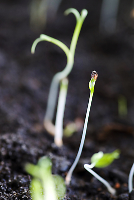 포토 JPG 해외이미지 나무 식물 꽃 지구 백그라운드 컨셉 잎 농업 자연 새로움 아이디어 씨앗 사람없음 초록색 새싹 환경 정원 흙 봄 성장 흰색 보호 시작 유기농 원예 먼지 고립 모종 묘목 세련 해외202004 해외포토 웰빙 계절 산업 컬러 취미 생태계 파일형식 이미지허브