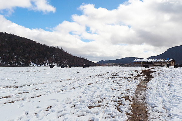 포토 JPG 해외이미지 동물 아시아 여행 산 풍경 사람없음 관광지 중국 소 내추럴 해외202004 해외포토 나라 포유류 파일형식 이미지허브