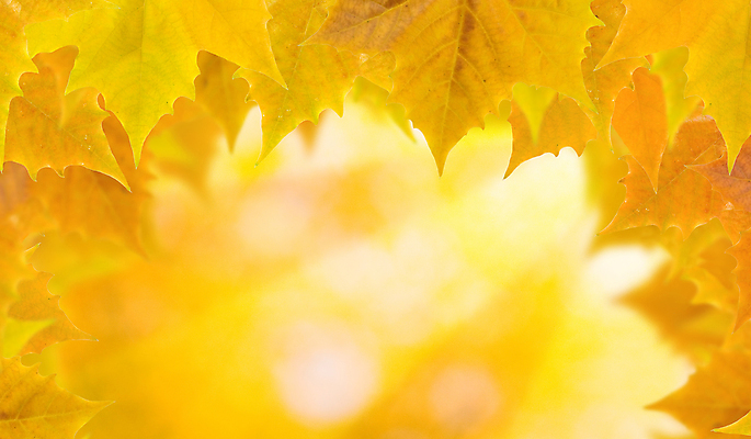포토 JPG 해외이미지 나무 식물 계절 공원 백그라운드 단풍 잎 캐나다 패턴 오렌지 자연 추상 사람없음 야외 빨간색 빛 컬러풀 햇빛 태양 갈색 노란색 환경 성장 가을 나뭇가지 신선 황금 숲 묘사 질감 내추럴 해외202004 해외포토 자연요소 공공시설 컬러 북아메리카 무늬 과일 생태계 파일형식 이미지허브