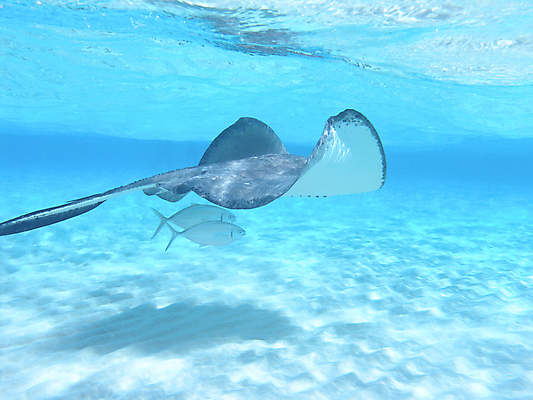 포토 JPG 해외이미지 동물 별 야생동물 바다 섬 학교 자연 열대 멕시코 주택 어류 풍경 사람없음 초록색 물 컬러풀 바닷속 수중 미국 스노클링 산호 거북이 콜롬비아 아래 생태계 다이빙 암초 석호 깊이 넘어짐 니카라과 소금물 이국적 파나마 해외202004 해외포토 자연요소 교육 컬러 북아메리카 파충류 모션 건물 수영 수중동물 수상스포츠 남아메리카 자포동물 방향 위치 수중스포츠 파일형식 이미지허브