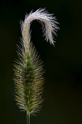 포토 JPG 해외이미지 꽃잎 꽃 줄기 백그라운드 패턴 자연 추상 그림자 사람없음 빨간색 초록색 빛 갈색 정원 검은색 봄 이탈리아 회색 흰색 개화 닫기 떨어짐 4월 6월 9월 5월 질감 귀 꽃가루 5 8월 해외202004 해외포토 식물 계절 유럽 컬러 컨셉 무늬 모션 신체부위 숫자 날짜 가루 생태계 파일형식 이미지허브
