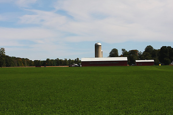 포토 JPG 해외이미지 식물 동물 백그라운드 밭 농업 일러스트 포유류 자연 조류 하늘 풍경 사람없음 야외 초록색 여름 파란색 울타리 컬러풀 태양 농경지 봄 흰색 시골 신선 돼지 소 농부 장면 내추럴 외양간 고립 밭일 해외202004 해외포토 자연요소 직업 계절 산업 컬러 담장 농장 생태계 파일형식 이미지허브