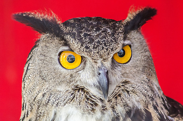 포토 JPG 해외이미지 동물 척추동물 유럽 얼굴 날개 자연 조류 생물 뿔 서기 사람없음 초록색 갈색 머리 회색 흰색 관찰 야간 큼 먹이 깃털 사냥 부리 귀 독수리 육식동물 부엉이 사냥꾼 육식 노려봄 발톱 진짜 포식 해외202004 해외포토 자연요소 직업 나라 컬러 모션 발 표정 신체부위 크기 생태계 파일형식 이미지허브