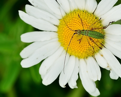 포토 JPG 해외이미지 동물 꽃 야생동물 곤충 자연 사람없음 야외 초록색 정원 들꽃 황무지 벌레 귀뚜라미 동물상 해외202004 해외포토 식물 컬러 조형물 생태계 파일형식 이미지허브