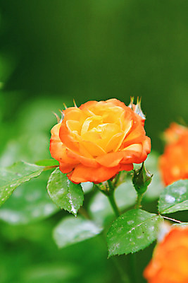 포토 JPG 해외이미지 식물 꽃잎 꽃 백그라운드 꽃무늬 오렌지 자연 사람없음 장미 노란색 머리 정원 봄 성장 벚꽃 신선 닫기 싱글 부드러움 파스텔톤 해외202004 해외포토 계절 컬러 무늬 과일 모션 신체부위 감각 생태계 파일형식 이미지허브