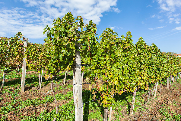 포토 JPG 해외이미지 식물 계절 음료 선 음식 잎 밭 농업 자연 하늘 포도 풍경 사람없음 야외 초록색 빛 태양 농장 노란색 와인 계곡 젖음 수확 성장 가을 시골 신선 땅 유기농 포도밭 포도나무 나이아가라 바이오 양조장 해외202004 해외포토 자연요소 웰빙 산업 컬러 과일 주류 미국 과일나무 생태계 파일형식 이미지허브
