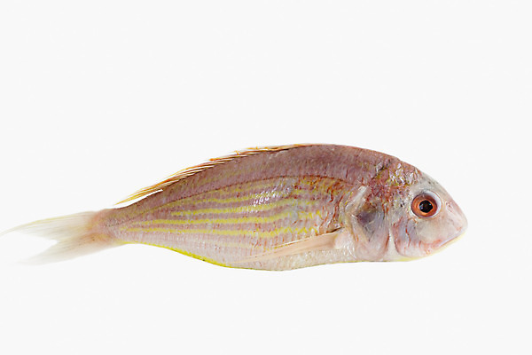 포토 JPG 해외이미지 동물 음식 바다 분홍색 건강 어류 앉기 사람없음 신선 맛 해산물 흰배경 꼬리 날것 지느러미 생식 해외202004 해외포토 컬러 백그라운드 컨셉 모션 수중동물 흰색 파일형식 이미지허브