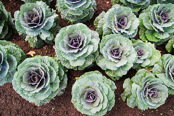 포토 JPG 해외이미지 식물 꽃잎 꽃 음식 잎 꽃무늬 농업 채소 자연 바닥 사람없음 초록색 농작물 농장 갈색 새싹 보라색 흙 펼침 벚꽃 신선 확대 상품 큼 땅 제비꽃 양배추 땅바닥 해외202004 해외포토 산업 컬러 무늬 모션 크기 생태계 파일형식 이미지허브