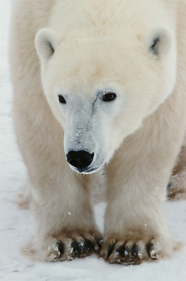 포토 JPG 해외이미지 동물 야생동물 캐나다 겨울 곰 포유류 자연 털 사람없음 야외 세로 파란색 얼음 힘 추위 흰색 만 닫기 위험 큼 낟알 남극 북극 코 귀 육식동물 봉 조심 북쪽 멸종 허드슨강 해외202004 해외포토 자연요소 계절 컬러 컨셉 북아메리카 모션 신체부위 강 미국 크기 극지방 방향 생태계 파일형식 이미지허브