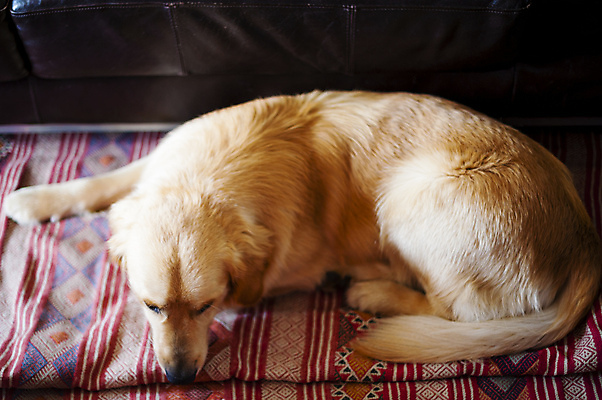 포토 JPG 해외이미지 동물 한마리 라이프스타일 휴식 아파트 주택 실내 앉기 사람없음 반려동물 갈색 평화 가축 우정 황금 개 골든리트리버 리트리버 해외202004 해외포토 1 컬러 컨셉 포유류 모션 내부 건물 생활 친구 파일형식 이미지허브