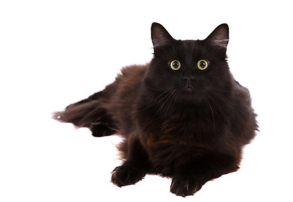 포토 JPG 해외이미지 동물 긴머리 응시 얼굴 사람없음 반려동물 귀여움 검은색 고양이 흰배경 거짓말 고립 해외202004 해외포토 헤어스타일 시선 컬러 백그라운드 컨셉 포유류 신체부위 흰색 파일형식 이미지허브