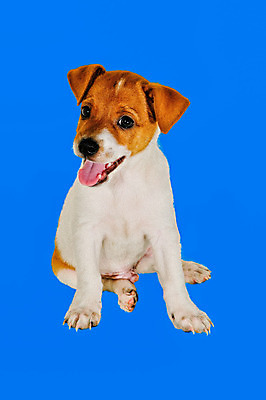 포토 JPG 해외이미지 동물 1 백그라운드 장난 공 포유류 놀이 휴식 앉기 사람없음 반려동물 장난감 노란색 게임 흰색 개 강아지 경계 거짓말 고립 골 해외202004 해외포토 컬러 컨셉 모션 파일형식 이미지허브