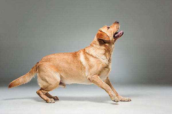 포토 JPG 해외이미지 동물 1 응시 백그라운드 포유류 열쇠 건강 실험 서기 사람없음 반려동물 갈색 머리 회색 개 리트리버 강아지 래브라도리트리버 싱글 사냥 사냥개 슛 쇼 사냥꾼 송곳니 기르기 유래 해외202004 해외포토 직업 시선 컬러 모션 신체부위 치아 돌봄 파일형식 이미지허브