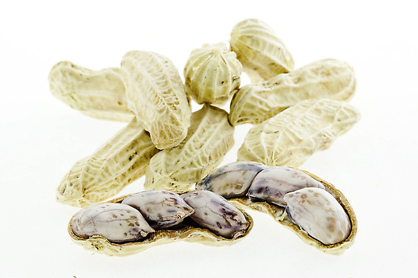 포토 JPG 해외이미지 식물 음식 자연 건조 씨앗 사람없음 갈색 견과류 껍질 흰색 오픈 그룹 유기농 날것 땅콩 고립 꼬투리 해외202004 해외포토 웰빙 컬러 생태계 파일형식 이미지허브