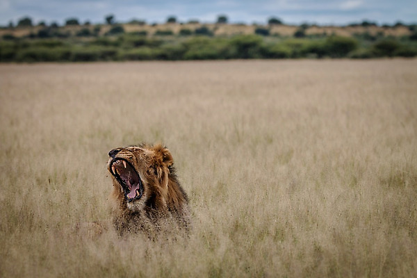 포토 JPG 해외이미지 동물 남자 야생동물 여행 포유류 아프리카 자연 생물 털 동물원 사람없음 환경 고양이 힘 분노 황무지 위험 사자 큼 왕 모피 사파리 리더 육식동물 하품 사냥꾼 멸종 사자자리 표범 내추럴 사바나 웅장함 해외202004 해외포토 직업 감정 나라 컨셉 사람 반려동물 별자리 크기 생태계 생리현상 파일형식 이미지허브