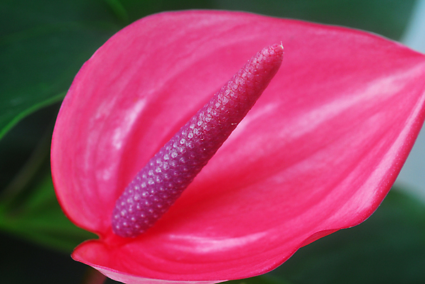 포토 JPG 해외이미지 주간 사람없음 야외 안스리움 열대꽃 해외202004 해외포토 자연요소 꽃 파일형식 이미지허브