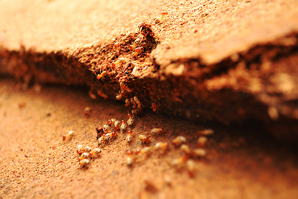 포토 JPG 해외이미지 나무 디자인 곤충 백그라운드 패턴 자연 표면 날씨 주택 건조 사람없음 목재 장식 갈색 손상 수확 골동품 거친 그룹 터널 해충 벌레 낟알 다발 먹기 묘사 부식 질감 목공예 잡동사니 내추럴 골절 수목 썩음 옛날 많음 해외202004 해외포토 식물 동물 길 컬러 컨셉 무늬 농업 재료 의학 모션 건물 공예 생태계 파일형식 이미지허브