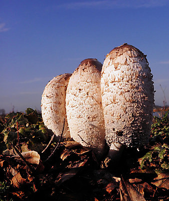 포토 JPG 해외이미지 식물 백그라운드 자연 사람없음 갈색 버섯 가을 흰색 유기농 내추럴 곰팡이 해외202004 해외포토 웰빙 계절 컬러 생태계 파일형식 이미지허브
