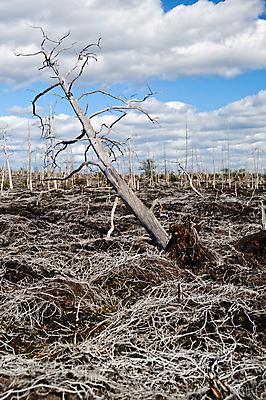 포토 JPG 해외이미지 나무 식물 구름 자연 건조 풍경 사람없음 목재 환경 죽음 숲 언덕 부식 뿌리 생태학 옛날 해외202004 해외포토 자연요소 교육 재료 생태계 파일형식이미지허브 