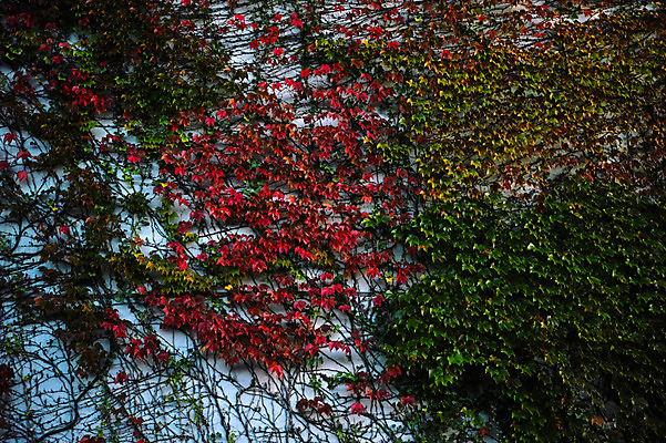 포토 JPG 식물 단풍 잎 사람없음 일본 덩굴 후쿠오카 국내포토 아시아 파일형식