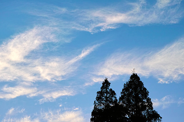 포토 JPG 주간 나무 구름 하늘 풍경 사람없음 야외 일본 두그루 후쿠오카 국내포토 자연요소 식물 아시아 2 파일형식