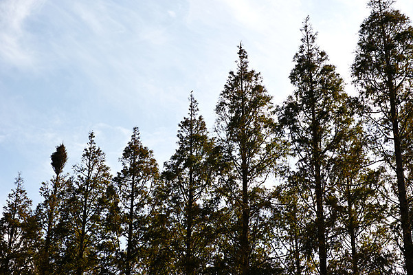 포토 JPG 주간 나무 하늘 여러그루 사람없음 야외 일본 후쿠오카 국내포토 자연요소 식물 아시아 다수 파일형식