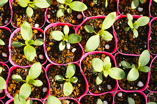 포토 JPG 식물 화분 사람없음 새싹 일본 여러개 후쿠오카 국내포토 아시아 다수 파일형식