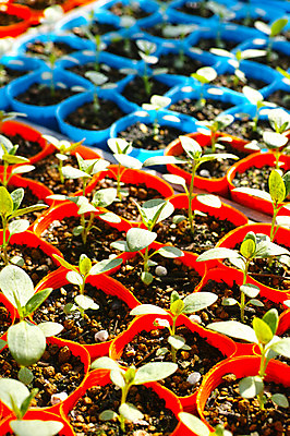 포토 JPG 식물 화분 사람없음 새싹 일본 여러개 후쿠오카 국내포토 아시아 다수 파일형식