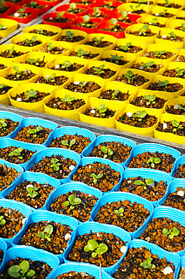 포토 JPG 식물 화분 사람없음 새싹 일본 여러개 후쿠오카 국내포토 아시아 다수 파일형식