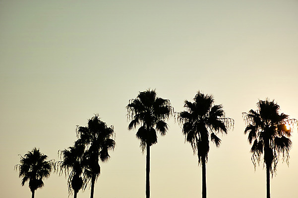 포토 JPG 주간 나무 하늘 여러그루 풍경 사람없음 야외 일본 후쿠오카 국내포토 자연요소 식물 아시아 다수 파일형식