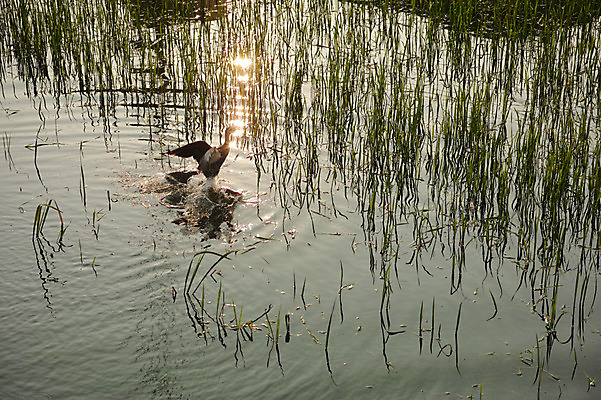 포토 JPG 주간 한마리 호수 자연 오리 사람없음 야외 일본 연못 풀 날갯짓 후쿠오카 국내포토 자연요소 식물 1 아시아 조류 생태계 파일형식