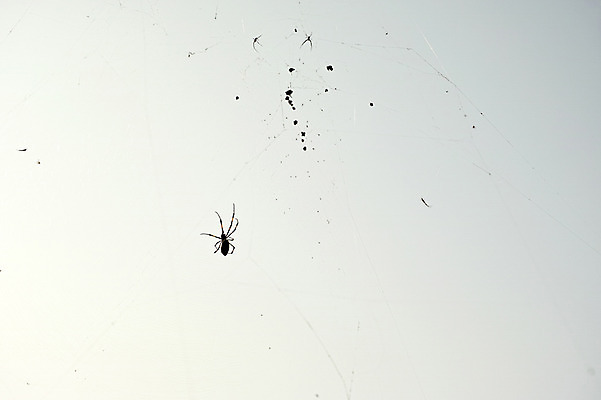 포토 JPG 주간 한마리 사람없음 야외 일본 거미줄 거미 후쿠오카 국내포토 자연요소 1 아시아 곤충 파일형식