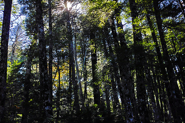 포토 JPG 주간 나무 식물 자연 여러그루 사람없음 야외 일본 숲 나가노 국내포토 자연요소 아시아 다수 생태계 파일형식