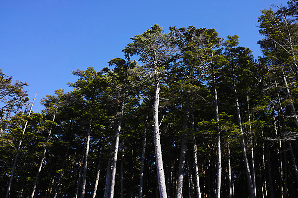 포토 JPG 주간 나무 식물 자연 여러그루 사람없음 야외 일본 숲 나가노 국내포토 자연요소 아시아 다수 생태계 파일형식
