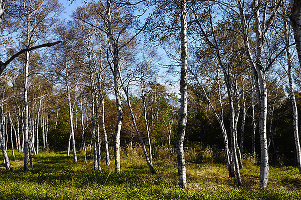 포토 JPG 주간 나무 식물 자연 여러그루 사람없음 야외 일본 숲 나가노 국내포토 자연요소 아시아 다수 생태계 파일형식