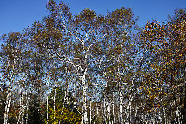 포토 JPG 주간 나무 식물 자연 여러그루 사람없음 야외 일본 숲 나가노 국내포토 자연요소 아시아 다수 생태계 파일형식