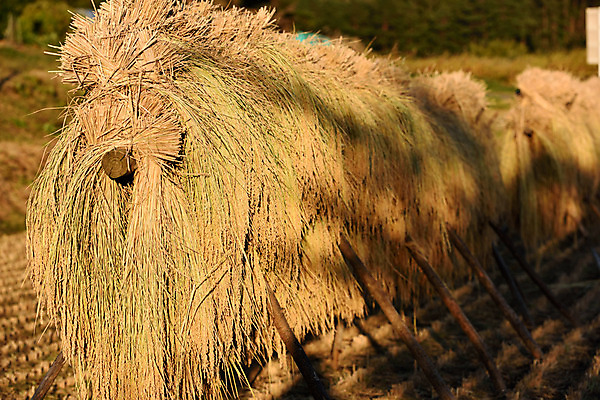 포토 JPG 주간 논 사람없음 야외 일본 볏짚 묶기 나가노 국내포토 자연요소 아시아 농업 모션 짚 파일형식