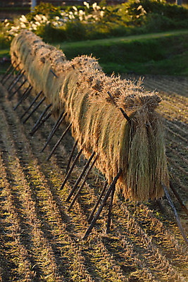 포토 JPG 주간 논 사람없음 야외 일본 볏짚 묶기 나가노 국내포토 자연요소 아시아 농업 모션 짚 파일형식
