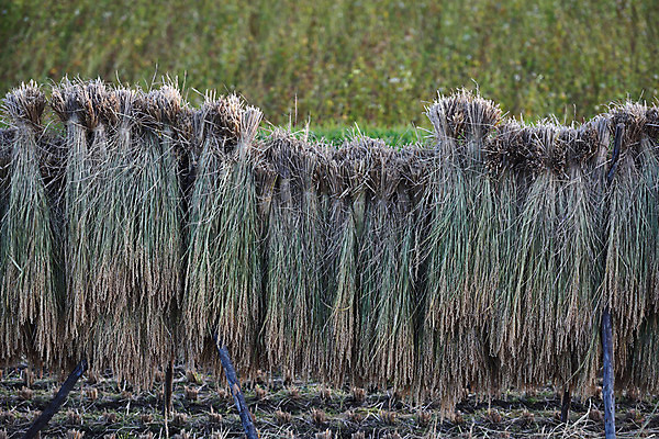 포토 JPG 주간 논 사람없음 야외 일본 볏짚 묶기 나가노 국내포토 자연요소 아시아 농업 모션 짚 파일형식
