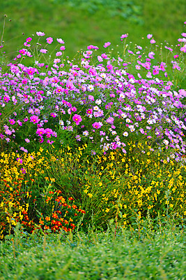 포토 JPG 주간 식물 꽃 분홍색 여러송이 꽃밭 자연 사람없음 야외 노란색 일본 주황색 자주색 코스모스 나가노 국내포토 자연요소 아시아 컬러 다수 생태계 파일형식
