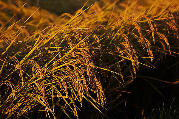 포토 JPG 주간 논 사람없음 야외 노란색 일출 일본 일몰 벼 나가노 국내포토 자연요소 아시아 컬러 농업 곡류 노을 파일형식