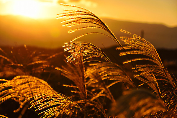 포토 JPG 주간 자연 갈대 풍경 사람없음 야외 노란색 일출 일본 일몰 억새 갈대밭 억새밭 나가노 국내포토 자연요소 식물 아시아 컬러 노을 생태계 파일형식 갈대_식물