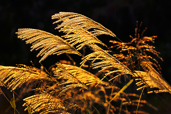 포토 JPG 주간 자연 갈대 사람없음 야외 노란색 일출 일본 일몰 억새 갈대밭 억새밭 나가노 국내포토 자연요소 식물 아시아 컬러 노을 생태계 파일형식 갈대_식물
