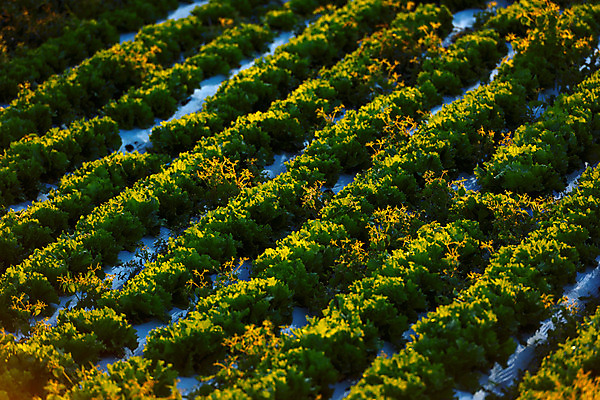 포토 JPG 주간 밭 농업 채소 사람없음 야외 일본 배추 배추밭 나가노 국내포토 자연요소 산업 아시아 파일형식