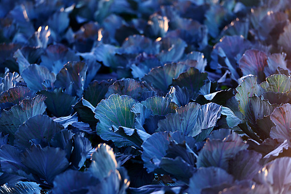 포토 JPG 주간 밭 농업 사람없음 야외 파란색 일본 배추 배추밭 나가노 국내포토 자연요소 산업 아시아 컬러 채소 파일형식