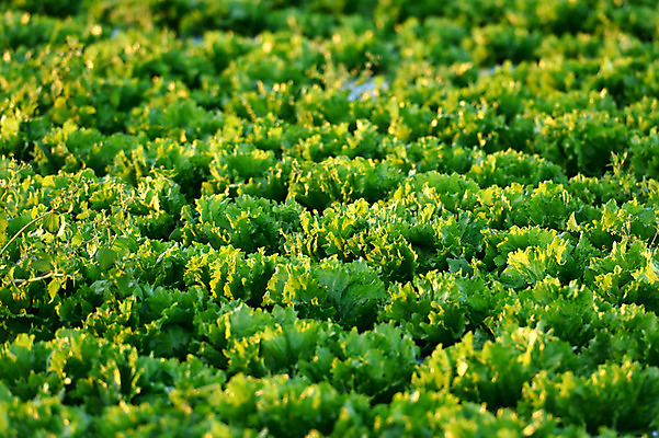 포토 JPG 주간 밭 농업 사람없음 야외 초록색 일본 배추 배추밭 나가노 국내포토 자연요소 산업 아시아 컬러 채소 파일형식