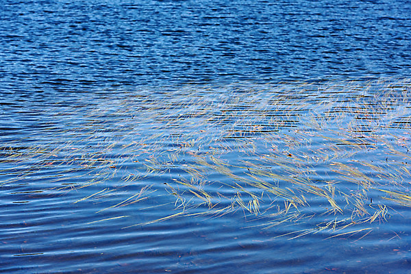 포토 JPG 주간 호수 바다 자연 사람없음 야외 물 강 연못 풀 수면 국내포토 자연요소 식물 생태계 파일형식