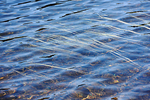 포토 JPG 주간 호수 바다 자연 사람없음 야외 물 강 연못 풀 수면 국내포토 자연요소 식물 생태계 파일형식
